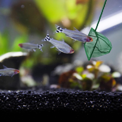 Akvaryum Balık Kepçesi 15 CM Akvaryum Balık Kepçesi 15 CM