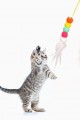 Elastik Kendinden Yapışkanlı Solucan Kedi Oltası