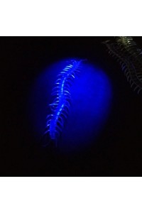 Şeffaf Renk Karanlıkta Parlayan Fosforlu Kırkayak 13 cm 1 Adet