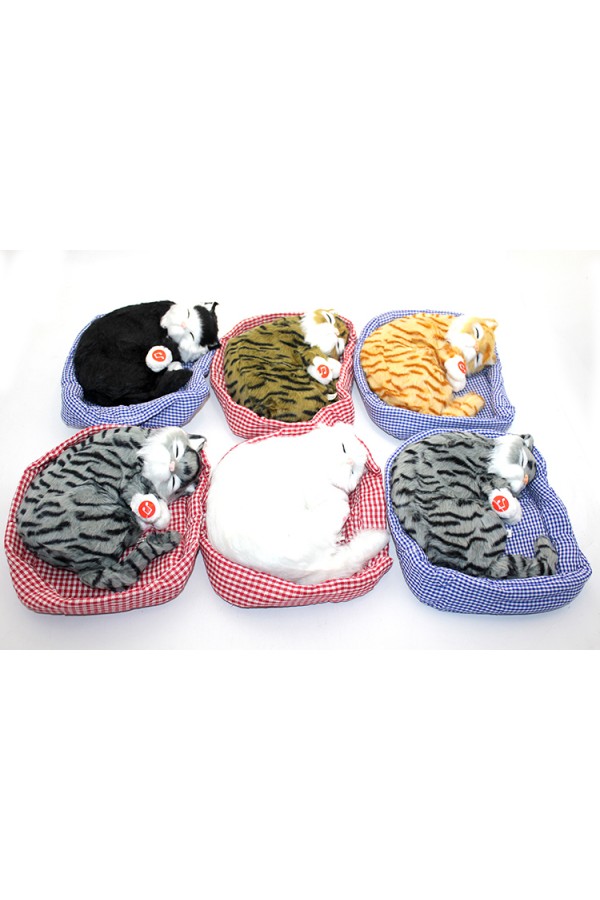 Yastıkda Uyuyan Horlayan Kedi Sesli